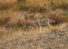 Coyote