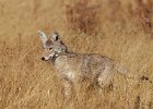 Coyote