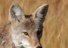 Coyote