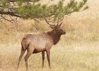 Elk Stag