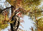 Yellow-Bellied Sapsucker