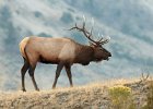 Elk Stag