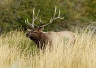 Elk Stag