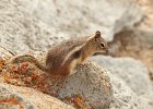 Golden Mantled Ground Squirrel