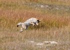 Coyote