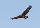 Golden Eagle (juv)