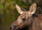 Moose calf