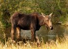 Cow Moose