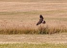 Northern Harrier