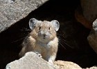 Pika
