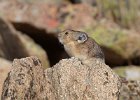 Pika