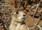 Prairie Dog