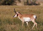 Pronghorn Buck