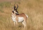 Pronghorn Buck