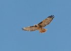 Red Tailed Hawk