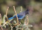 Steller's Jay