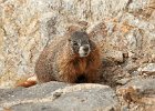 Yellow-Bellied Marmot