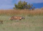 American Badger