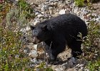 Black Bear