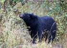 Black Bear