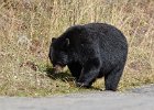 Black Bear