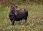 Young Bull Moose