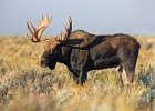 Bull Moose