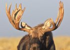 Bull Moose