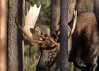 Bull Moose