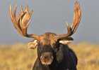 Bull Moose