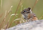 Chipmunk Squirrel