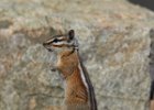 Chipmunk Squirrel