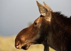 Cow Moose