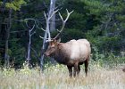 Elk Stag