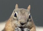 Golden Mantled Ground Squirrel