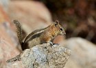 Golden Mantled Ground Squirrel