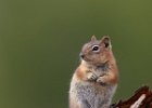 Golden Mantled Ground Squirrel
