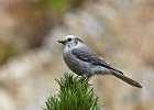 Gray Jay