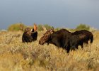 Bull and Cow Moose