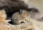 Pika