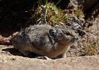 Pika