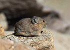 Pika