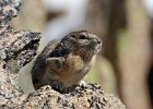 Pika