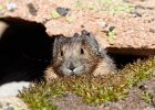 Pika