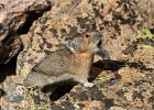 Pika
