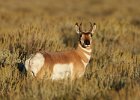 Pronghorn