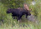 Bull Moose