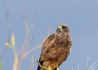 Swainson's Hawk
