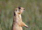 Prairie Dog