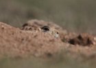 Prairie Dog